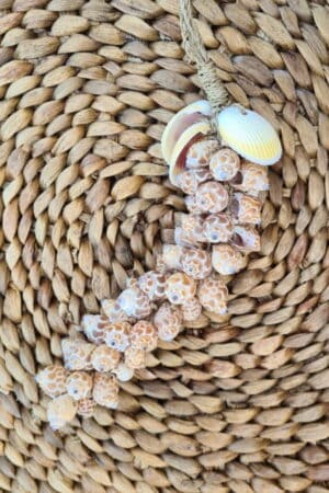 Schelpen streng bruine schelp